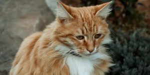 動物急症：冷靜面對緊急情況的務實指南