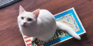 英超赔率：精準判斷賽事勝負的權威指南