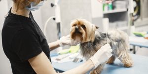 珍禽異獸醫院的專業守護：守護珍稀生命的故事